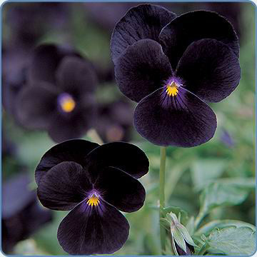 Black Viola Flower