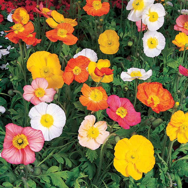 Champagne Bubbles Poppies
