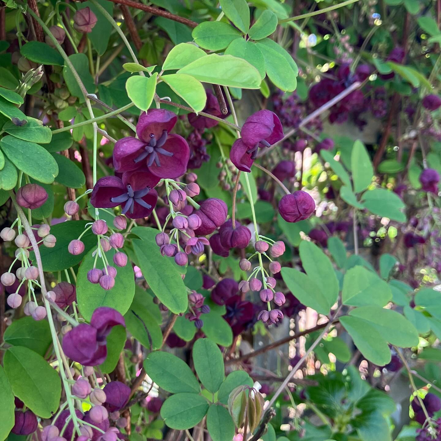 Chocolate Vine