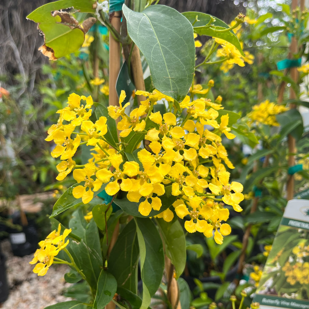 Butterfly Vine (Mascagnia)