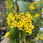 Butterfly Vine (Mascagnia)