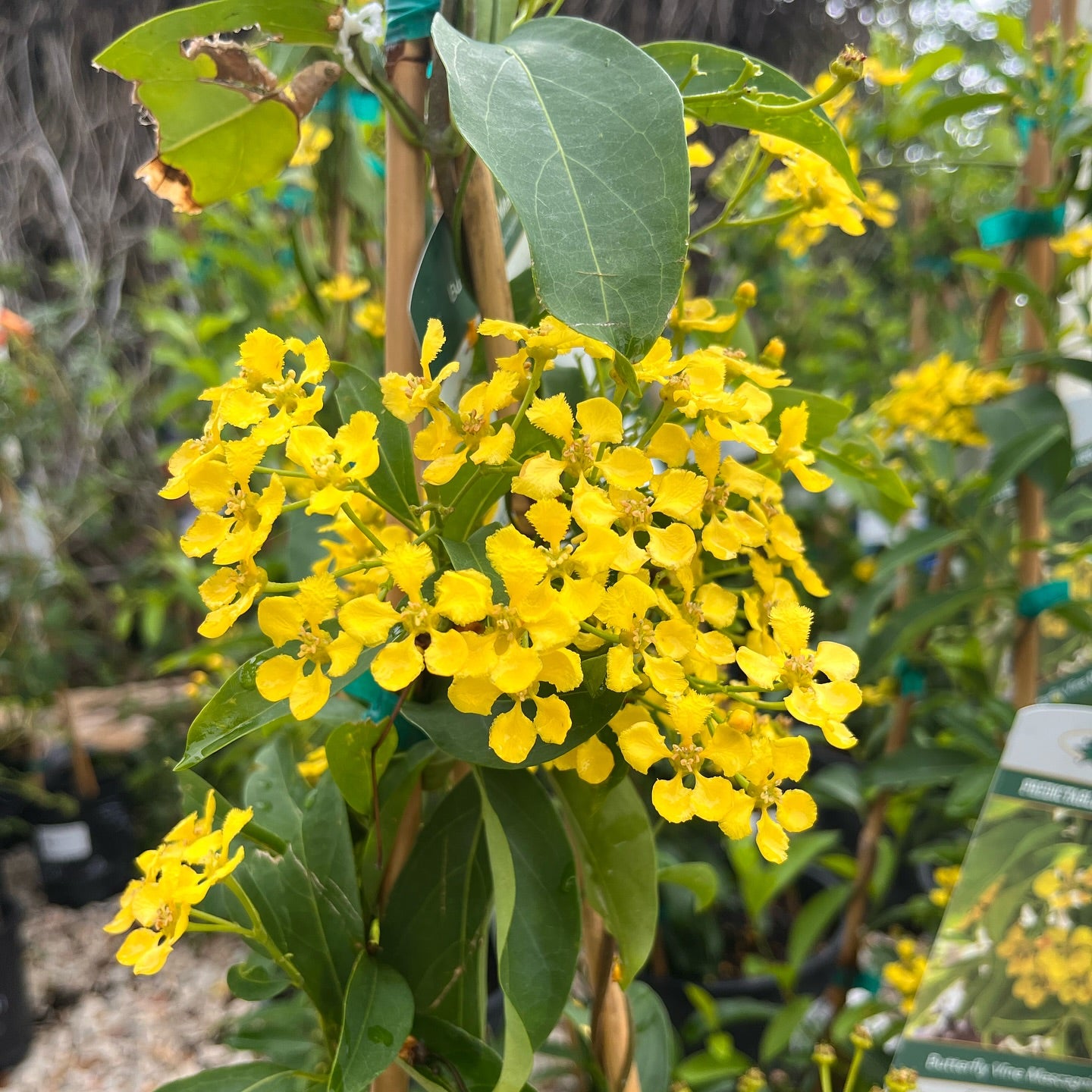 Butterfly Vine (Mascagnia)