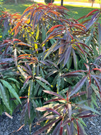 Bonanza Patio Peach Dwarf