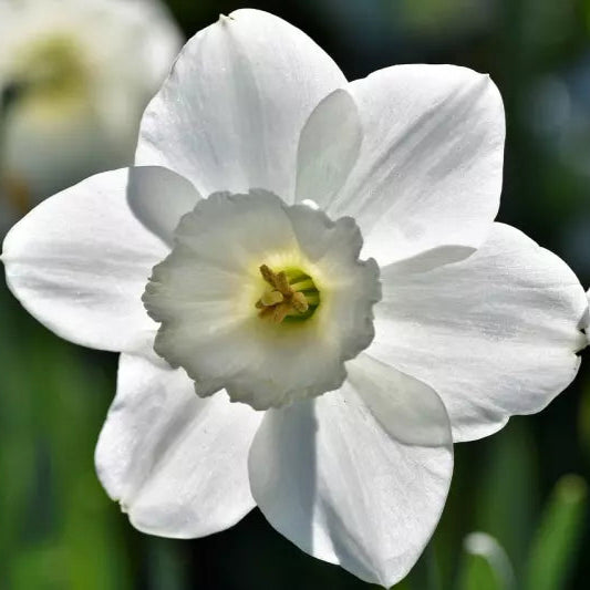 Narcissus Daffodil Falmouth Bay