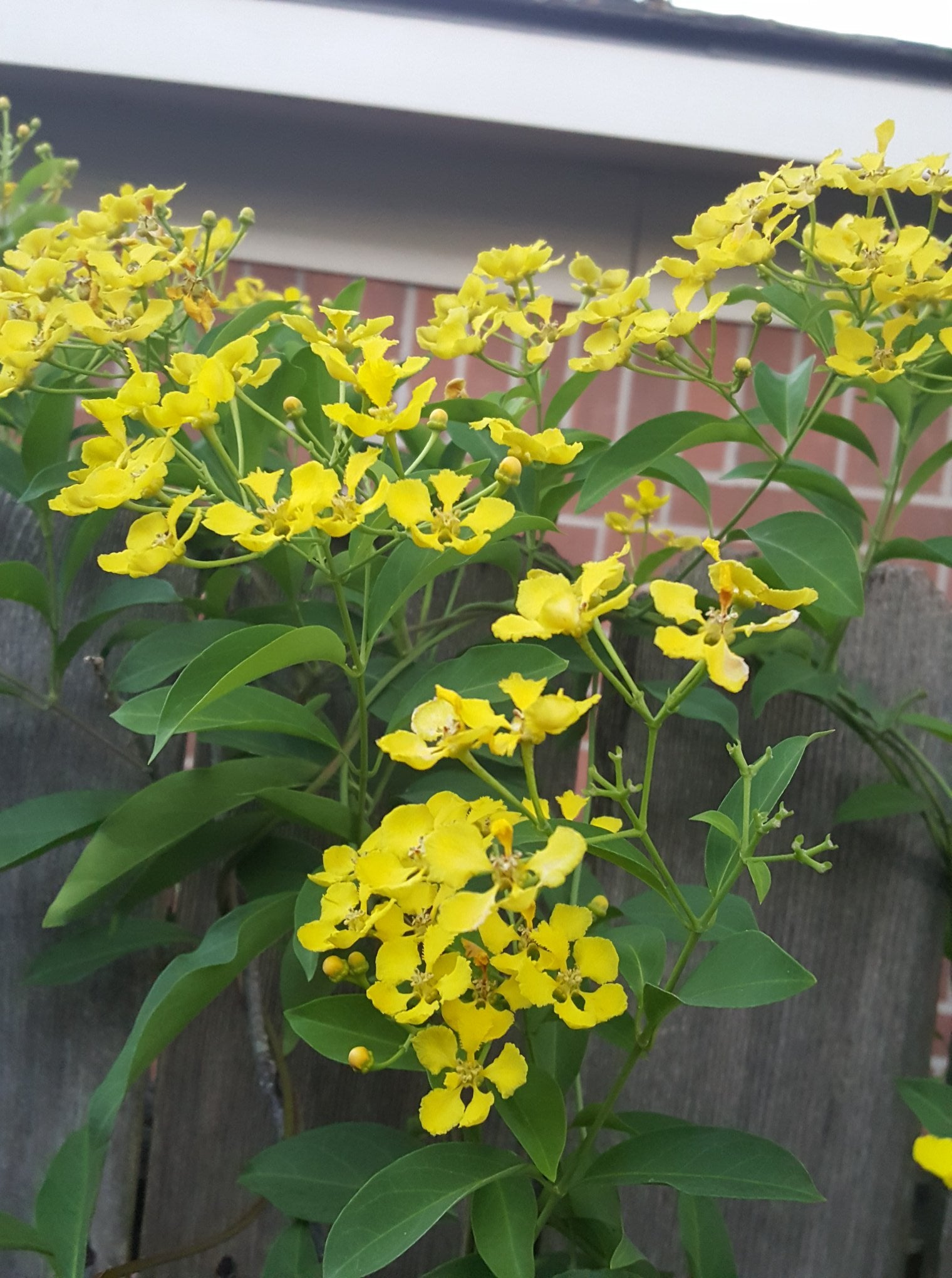 Butterfly Vine (Mascagnia)