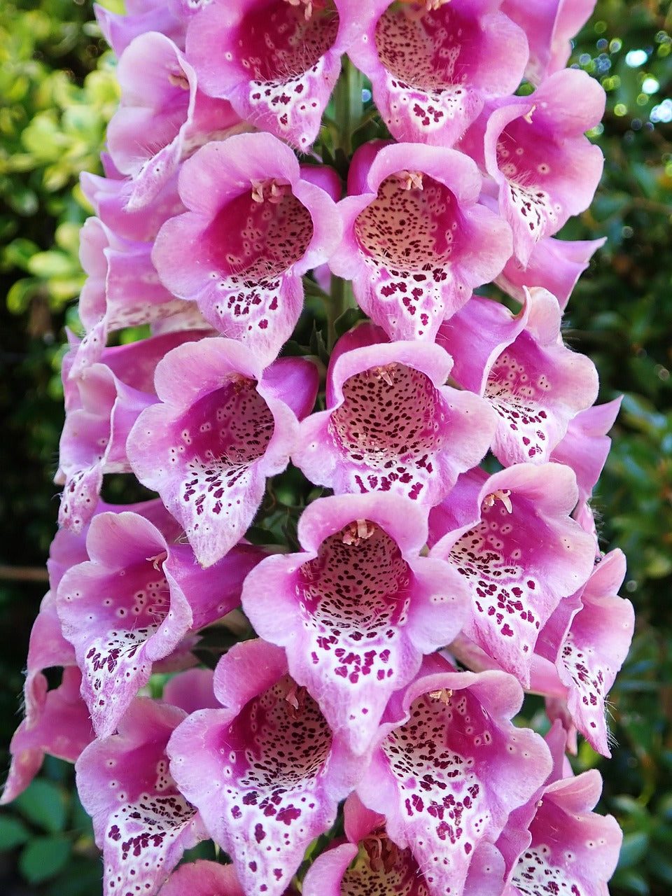 Foxglove