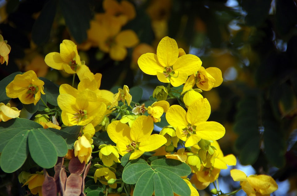 Cassia Peanut Tree
