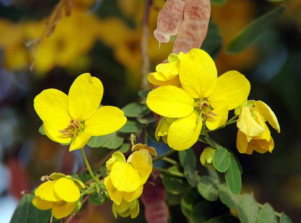 Cassia Peanut Tree