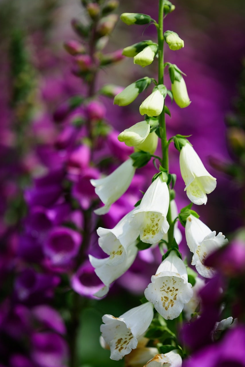 Foxglove
