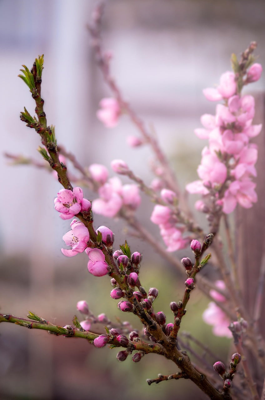 Bonanza Patio Peach Dwarf