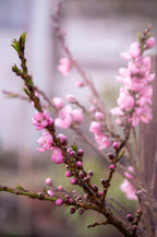 Bonanza Patio Peach Dwarf