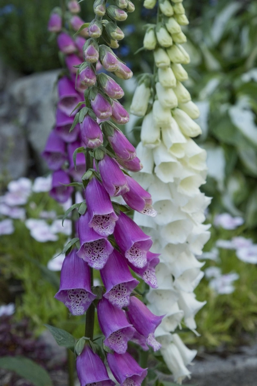 Foxglove