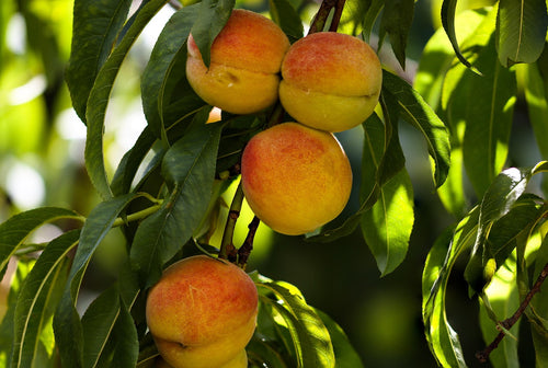 Bonanza Patio Peach Dwarf