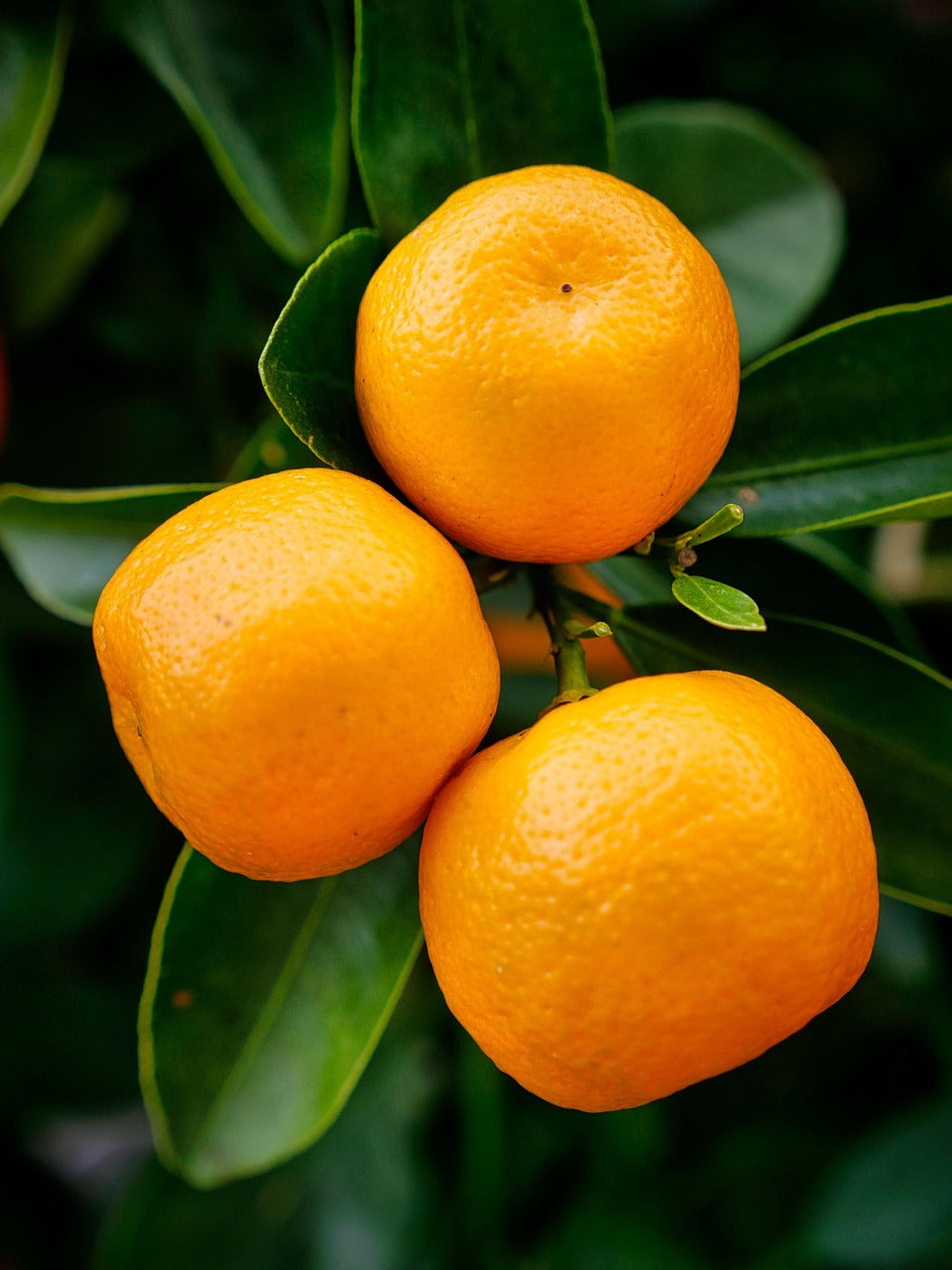 Arctic Frost Satsuma