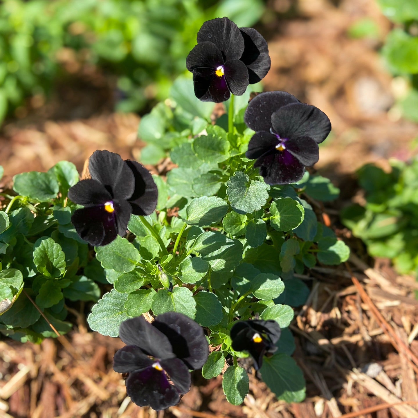 Black Viola Flower