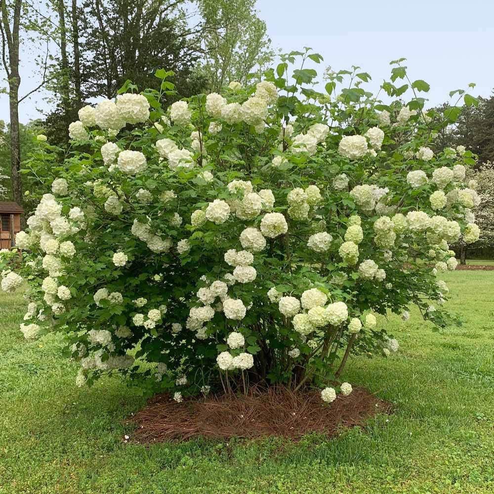 Snowball Viburnum