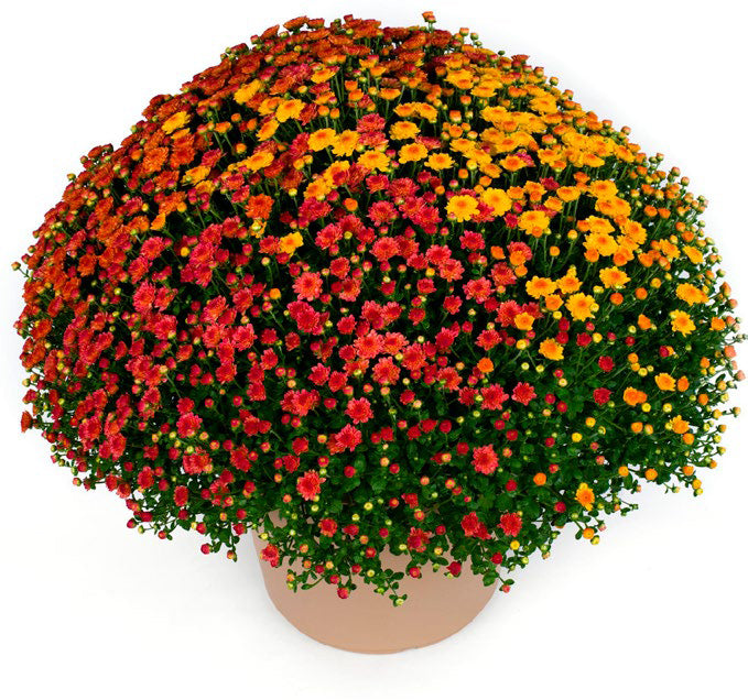 Pumpkin Spice Tri-Color Mum
