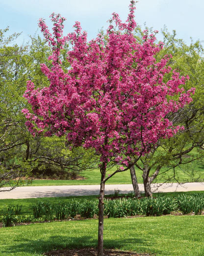 Prairiefire Crabapple Tree