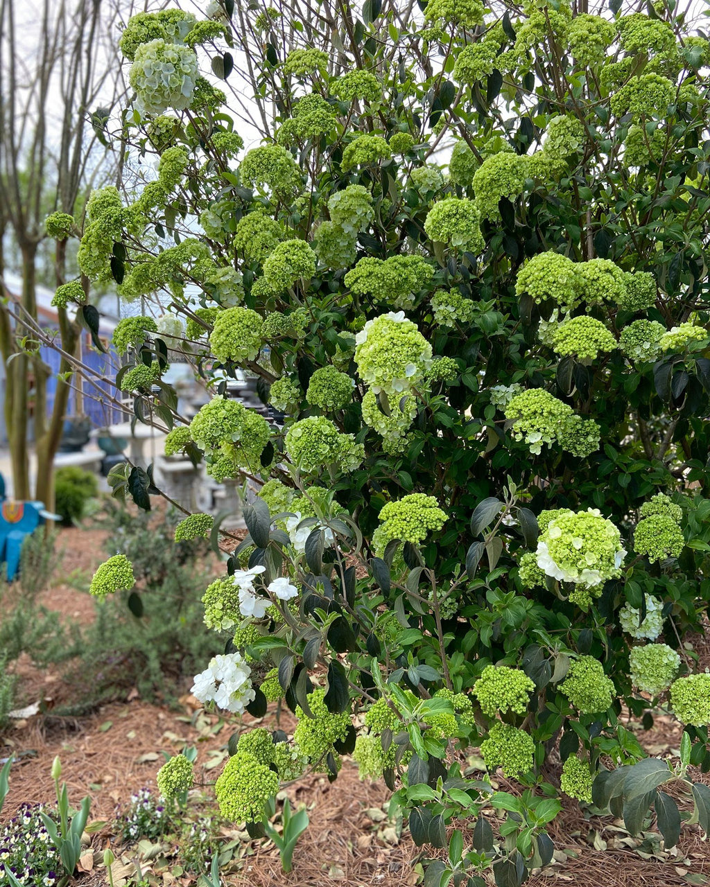 Snowball Viburnum