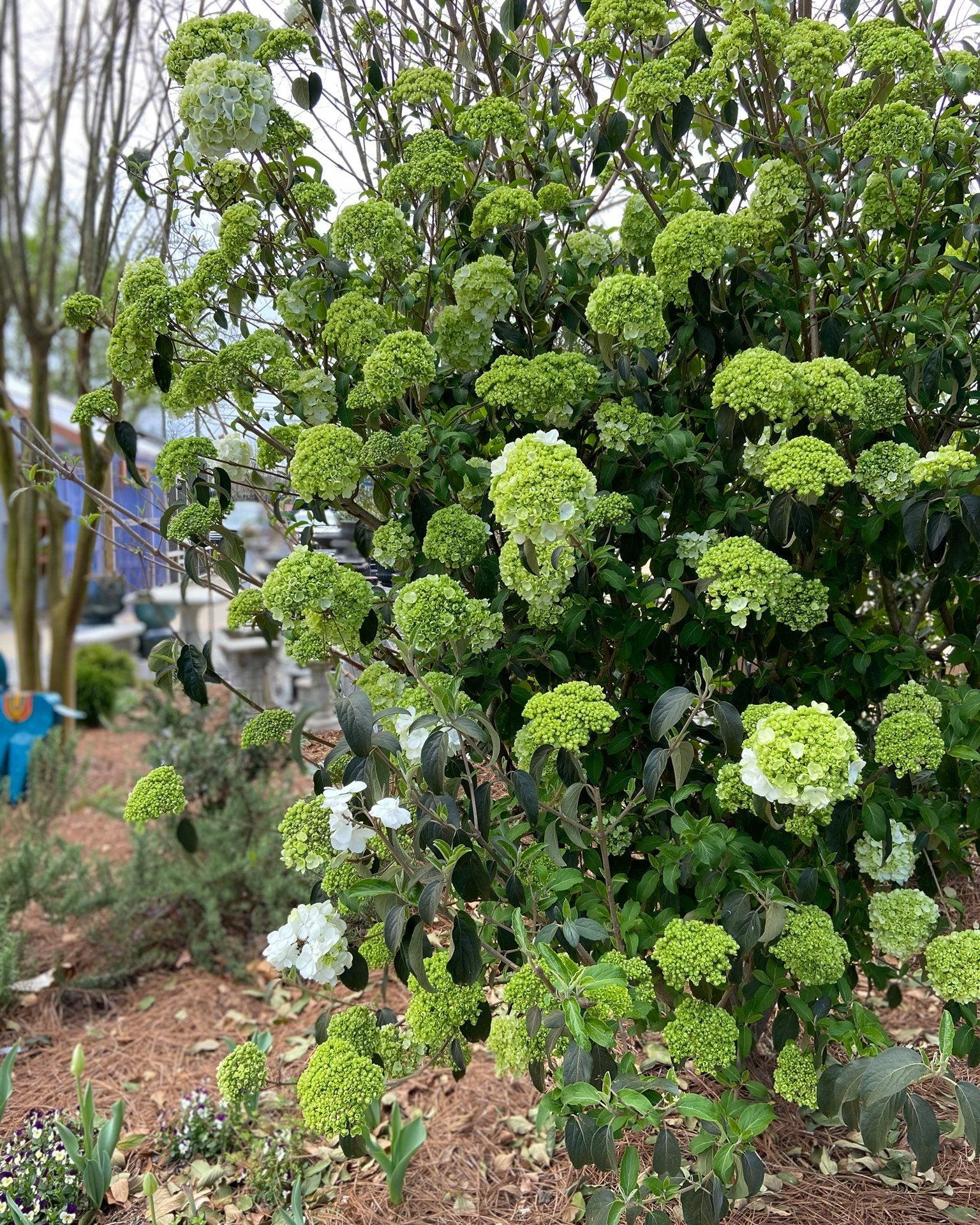 Snowball Viburnum