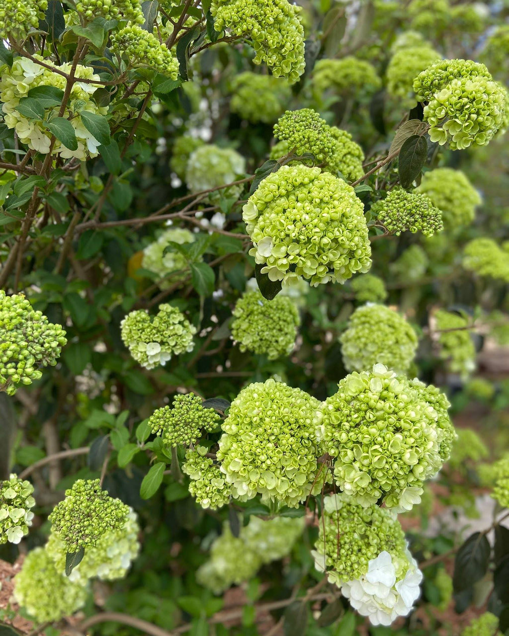 Snowball Viburnum