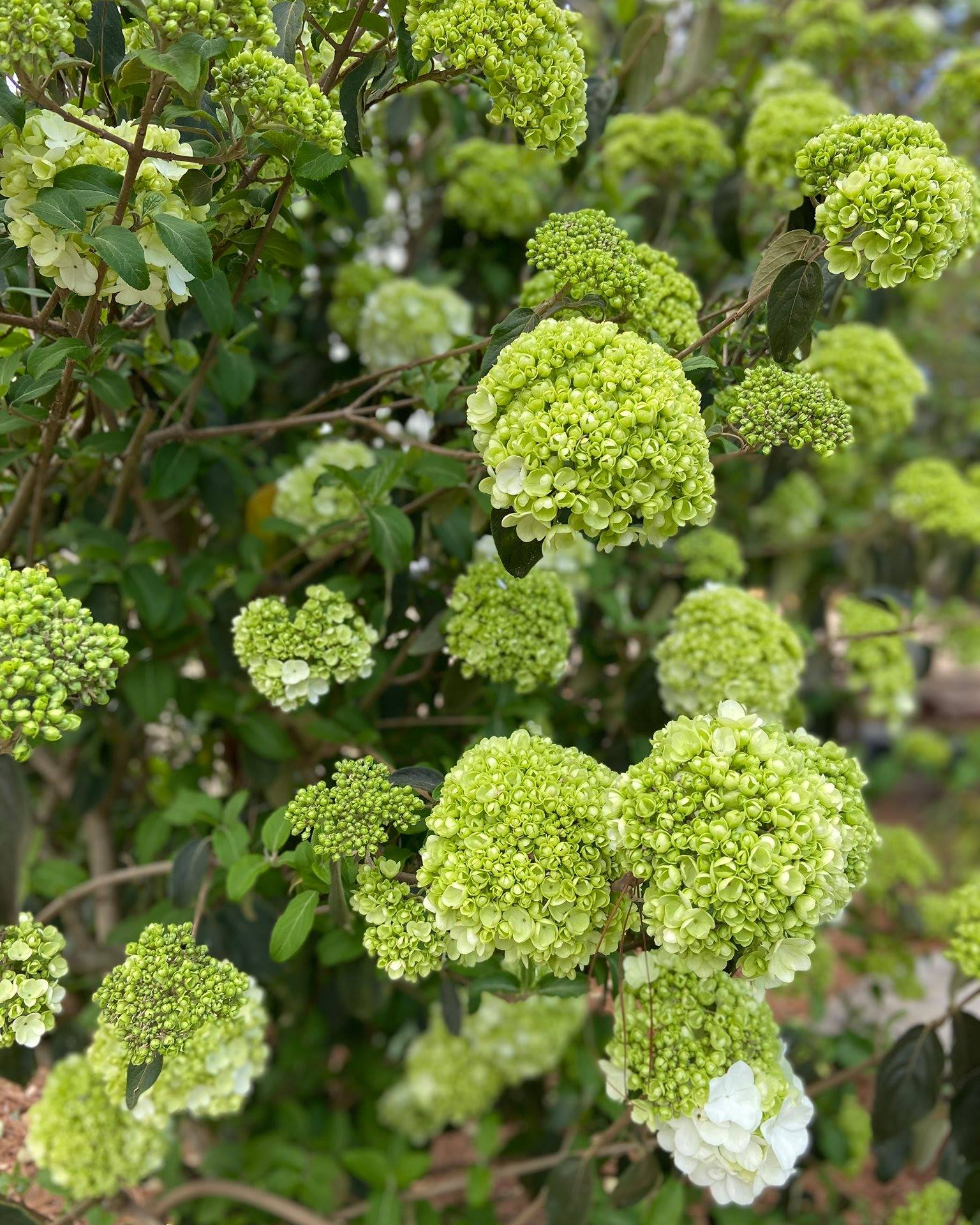 Snowball Viburnum