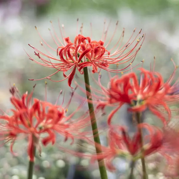 Spider Lily Suprise Resurrection Hurricane Red