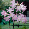 Spider Lily Surprise Resurrection Hurricane Pink