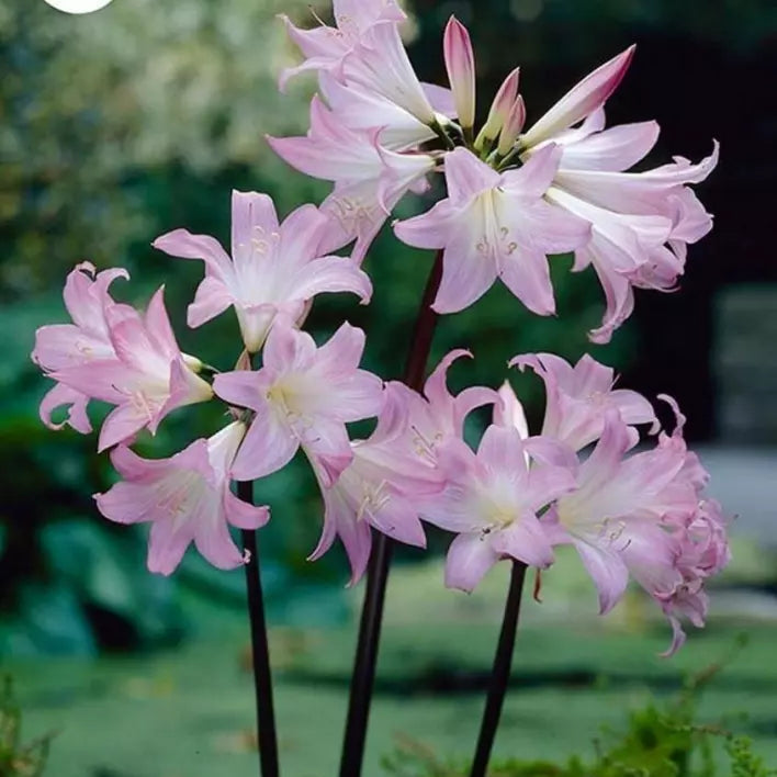 Spider Lily Surprise Resurrection Hurricane Pink