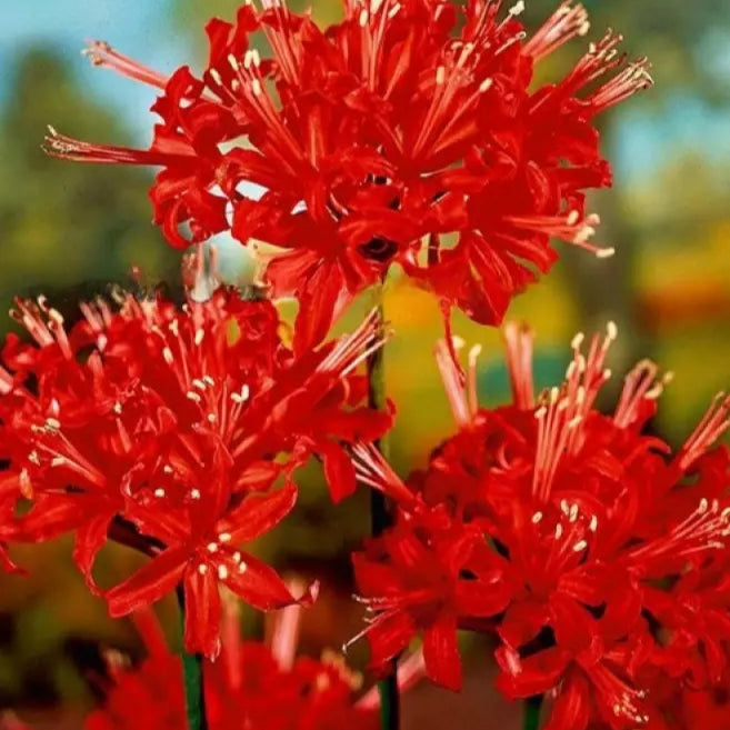 Spider Lily Suprise Resurrection Hurricane Red