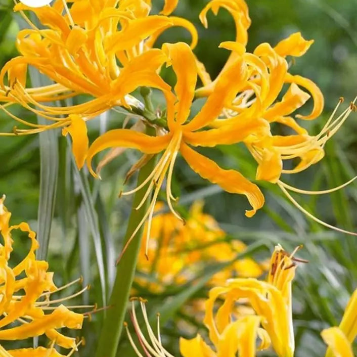Spider Lily Surprise Resurrection Hurricane Yellow